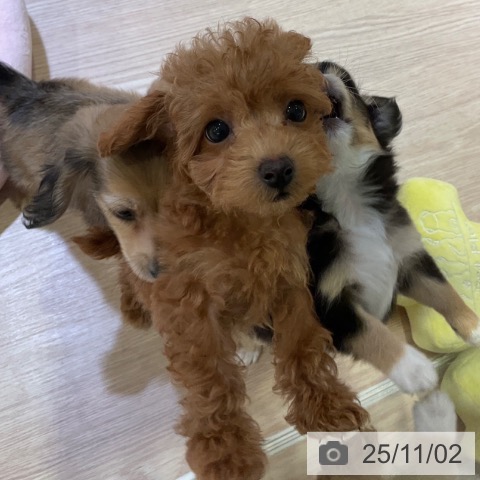 トイ・プードルの写真