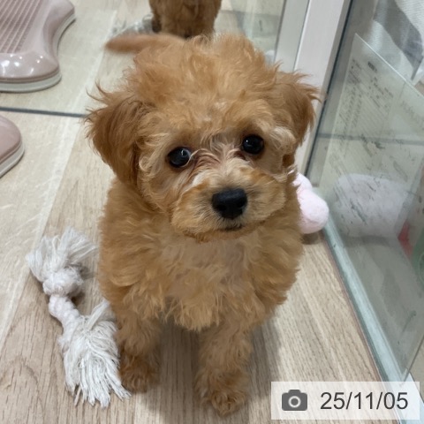 トイ・プードルの写真