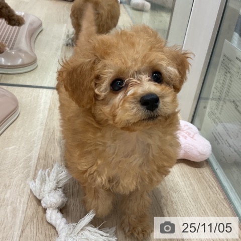 トイ・プードルの写真