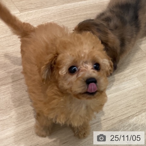 トイ・プードルの写真