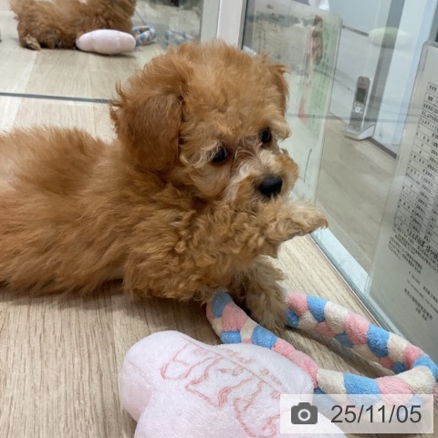 トイ・プードルの写真