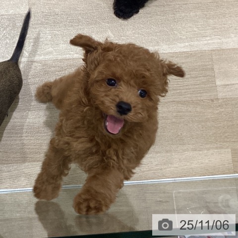 岩手県のトイプードル(トイ) (ペットプラス 盛岡南店/2025年8月31日生まれ/男の子/レッド)の子犬の4枚目の画像