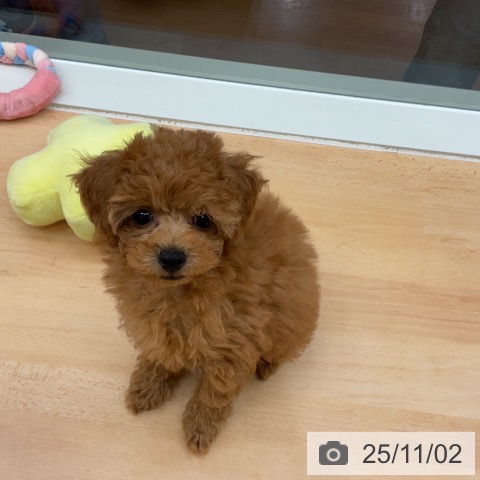 トイ・プードルの写真