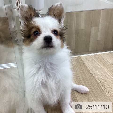 山梨県のパピヨン (ペットプラス 甲府昭和店/2025年8月31日生まれ/女の子/ホワイトブラウン)の子犬の4枚目の画像