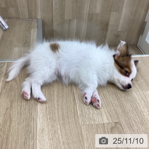 山梨県のパピヨン (ペットプラス 甲府昭和店/2025年8月31日生まれ/女の子/ホワイトブラウン)の子犬の3枚目の画像