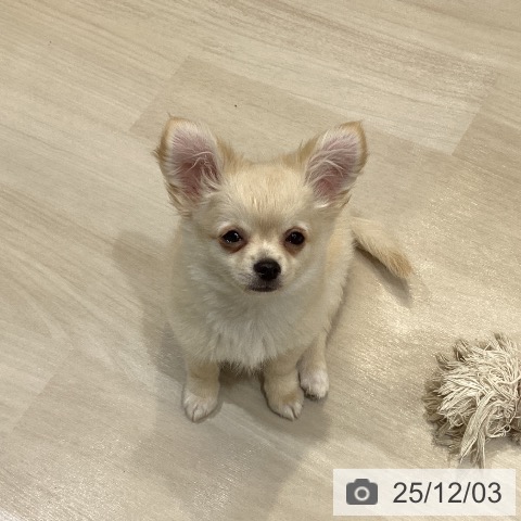 埼玉県のチワワ(ロング) (ペットプラス クレアモール川越店/2025年8月31日生まれ/男の子/クリームホワイト)の子犬の4枚目の画像