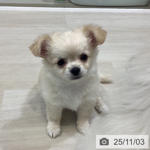 埼玉県のチワワ(ロング) (ペットプラス クレアモール川越店/2025年8月31日生まれ/男の子/クリームホワイト)の子犬の3枚目の画像