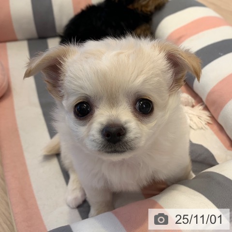 チワワの写真