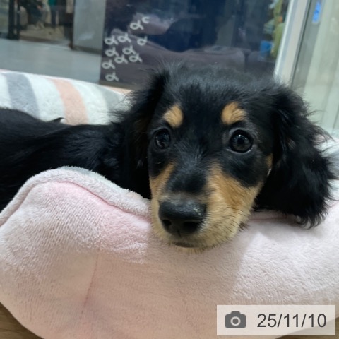 カニーンヘン・ダックスフンドの写真