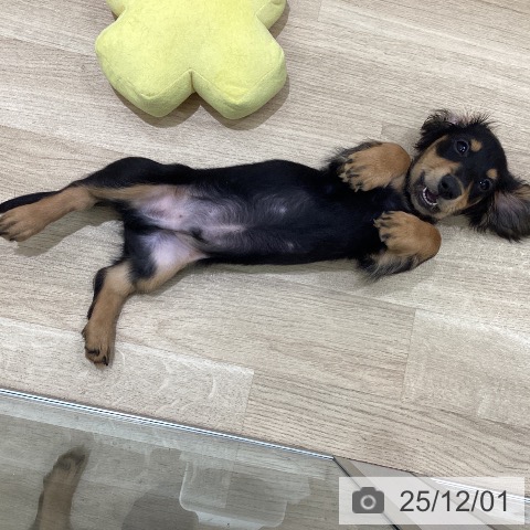 カニーンヘン・ダックスフンドの写真