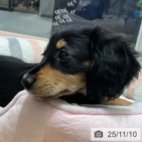 東京都のカニンヘンダックスフンド(ロング) (ペットプラス 多摩平の森店/2025年8月29日生まれ/男の子/ブラックタン)の子犬の4枚目の画像