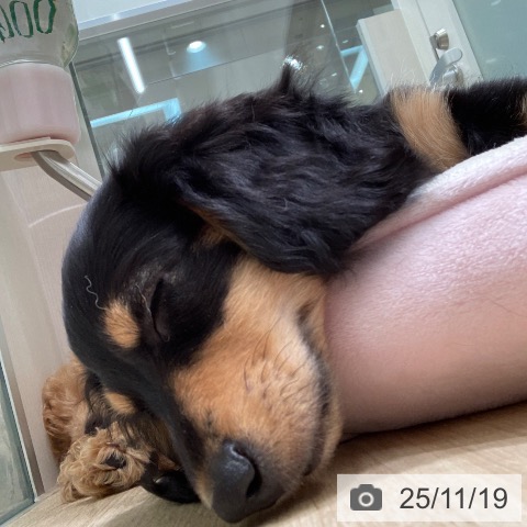 東京都のカニンヘンダックスフンド(ロング) (ペットプラス 多摩平の森店/2025年8月29日生まれ/男の子/ブラックタン)の子犬の3枚目の画像