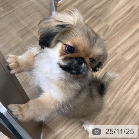 茨城県のペキニーズ (ペッツワン 阿見店/2025年8月10日生まれ/男の子/フォーンブラックマスク)の子犬の4枚目の画像