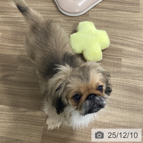 茨城県のペキニーズ (ペッツワン 阿見店/2025年8月10日生まれ/男の子/フォーンブラックマスク)の子犬の3枚目の画像