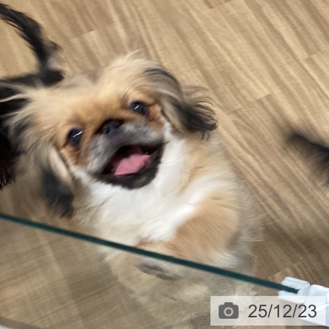 茨城県のペキニーズ (ペッツワン 阿見店/2025年8月10日生まれ/男の子/フォーンブラックマスク)の子犬の3枚目の画像