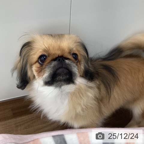 茨城県のペキニーズ (ペッツワン つくば店/2025年8月10日生まれ/男の子/フォーンブラックマスク)の子犬の3枚目の画像