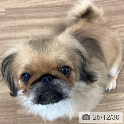 茨城県のペキニーズ (ペッツワン つくば店/2025年8月10日生まれ/男の子/フォーンブラックマスク)の子犬の3枚目の画像