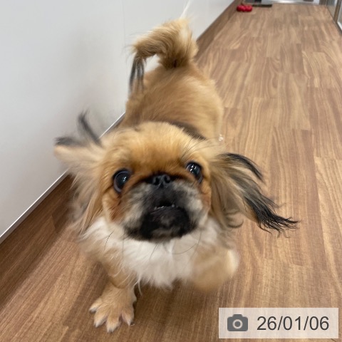 茨城県のペキニーズ (ペッツワン つくば店/2025年8月10日生まれ/男の子/フォーンブラックマスク)の子犬の4枚目の画像