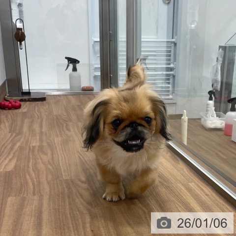 茨城県のペキニーズ (ペッツワン つくば店/2025年8月10日生まれ/男の子/フォーンブラックマスク)の子犬の3枚目の画像