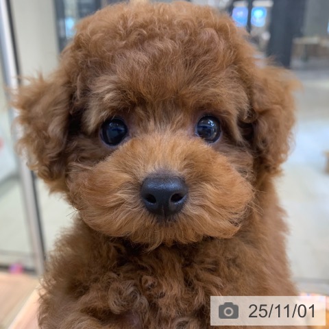 トイ・プードルの写真