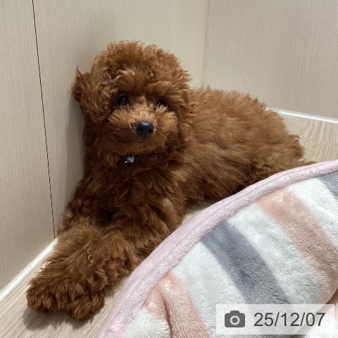 トイ・プードルの写真