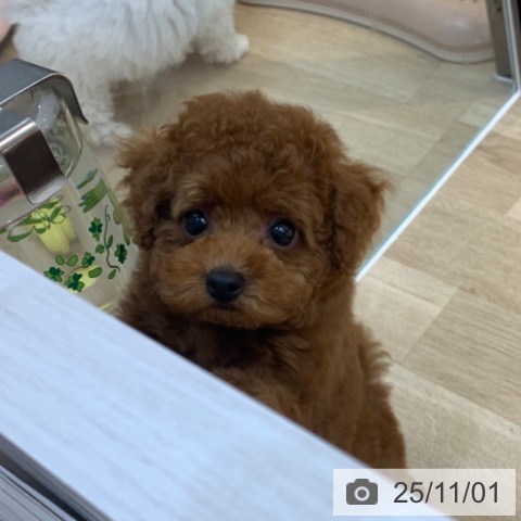 トイ・プードルの写真