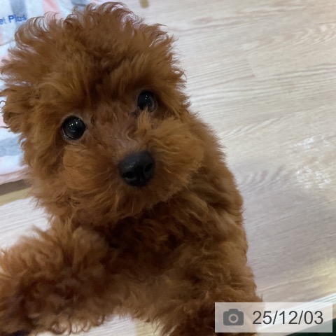 神奈川県のトイプードル(トイ) (ペットプラス 新百合丘店/2025年8月24日生まれ/男の子/レッド)の子犬の3枚目の画像