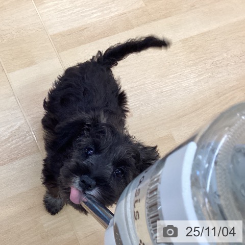 ミニチュア・シュナウザーの写真