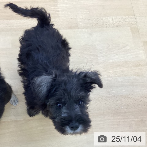 ミニチュア・シュナウザーの写真