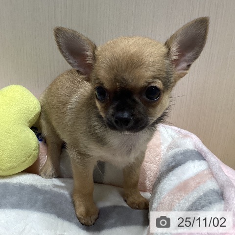 チワワの写真