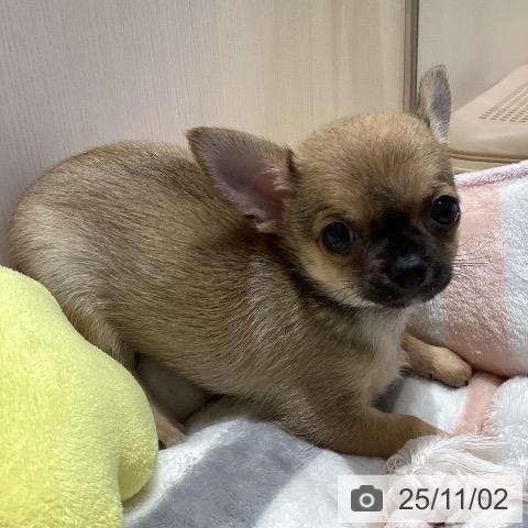 チワワの写真