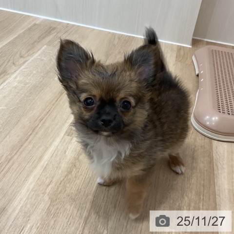 神奈川県のチワワ(ロング) (ペットプラス 座間店/2025年9月1日生まれ/女の子/レッドセーブルホワイト)の子犬の4枚目の画像