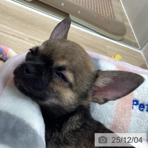 千葉県のチワワ(ロング) (ペットプラス 木更津店/2025年8月29日生まれ/男の子/セーブルホワイト)の子犬の4枚目の画像