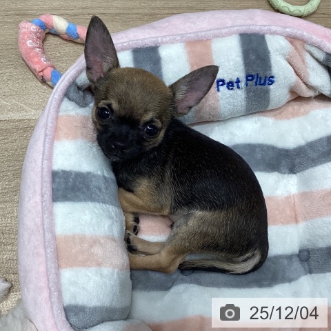 千葉県のチワワ(ロング) (ペットプラス 木更津店/2025年8月29日生まれ/男の子/セーブルホワイト)の子犬の3枚目の画像