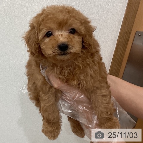 トイ・プードルの写真