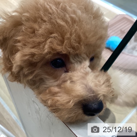 宮城県のトイプードル(トイ) (ペットプラス 仙台泉大沢店/2025年9月1日生まれ/男の子/アプリコット)の子犬の4枚目の画像