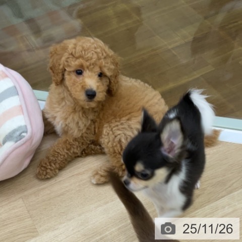 宮城県のトイプードル(トイ) (ペットプラス 仙台泉大沢店/2025年9月1日生まれ/男の子/アプリコット)の子犬の3枚目の画像