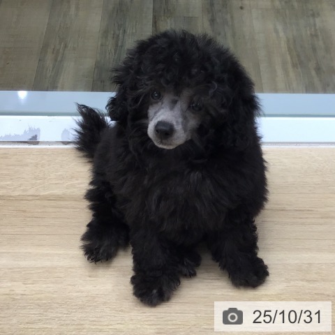 トイ・プードルの写真