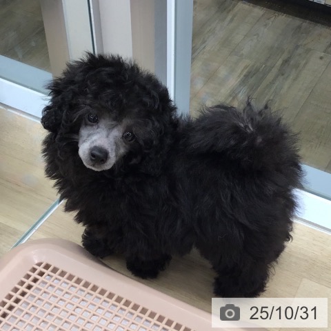 トイ・プードルの写真