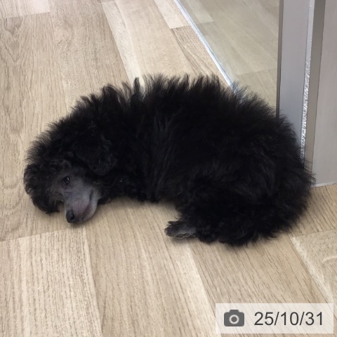 トイ・プードルの写真