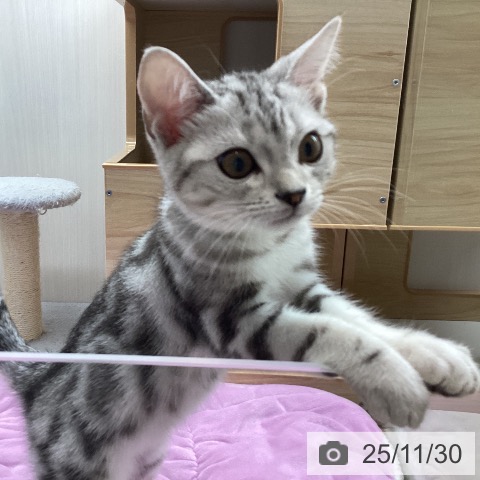 東京都のアメリカンショートヘアー (ペットプラス MARK IS 葛飾かなまち店/2025年8月16日生まれ/男の子/シルバータビー)の子猫の4枚目の画像
