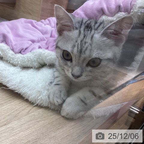 東京都のアメリカンショートヘアー (ペットプラス MARK IS 葛飾かなまち店/2025年8月16日生まれ/男の子/シルバータビー)の子猫の3枚目の画像