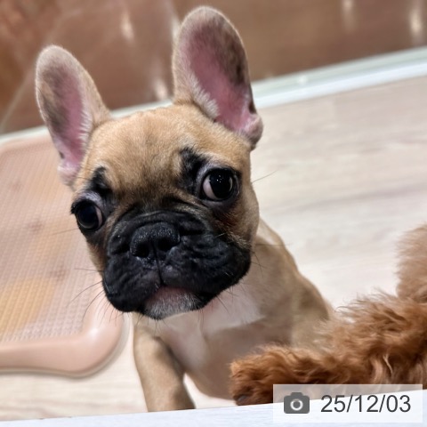 千葉県のフレンチブルドッグ (ペットプラス ユーカリが丘店/2025年9月1日生まれ/男の子/フォーン)の子犬の4枚目の画像