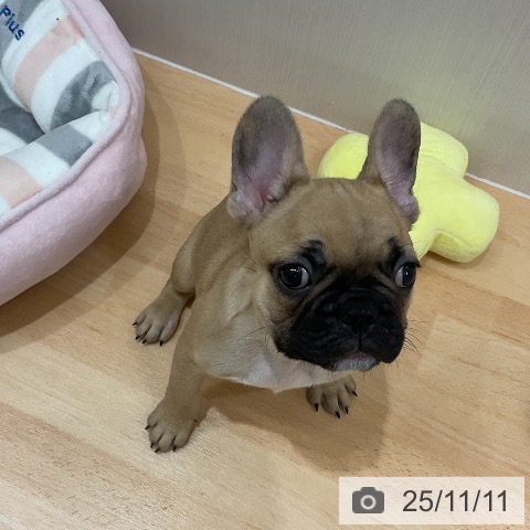 千葉県のフレンチブルドッグ (ペットプラス ユーカリが丘店/2025年9月1日生まれ/男の子/フォーン)の子犬の3枚目の画像
