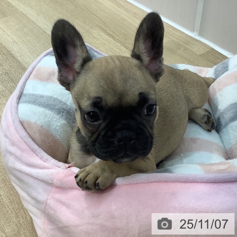 埼玉県のフレンチブルドッグ (ペットプラス ららぽーと新三郷店/2025年9月1日生まれ/女の子/フォーン)の子犬の3枚目の画像
