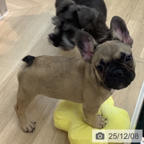 埼玉県のフレンチブルドッグ (ペットプラス ららぽーと新三郷店/2025年9月1日生まれ/女の子/フォーン)の子犬の3枚目の画像