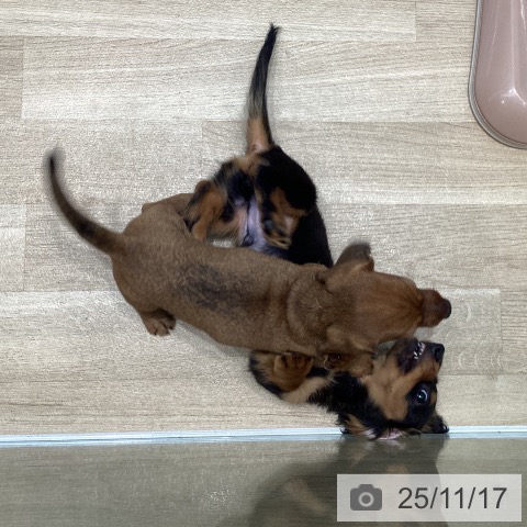 宮城県のミニチュアダックスフンド(ロング) (ペットプラス 仙台泉大沢店/2025年8月29日生まれ/男の子/ブラックタン)の子犬の4枚目の画像