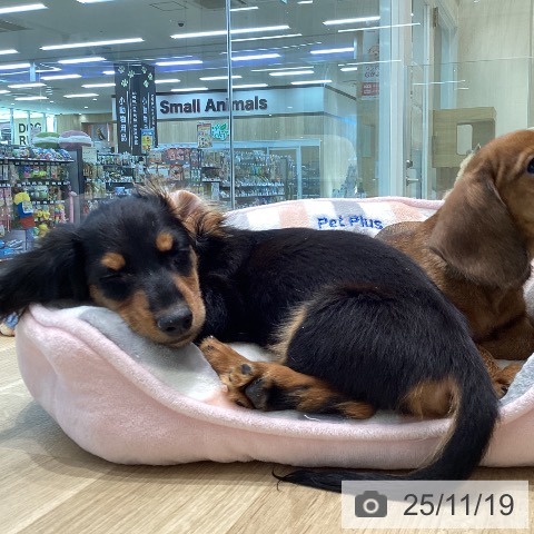 宮城県のミニチュアダックスフンド(ロング) (ペットプラス 仙台泉大沢店/2025年8月29日生まれ/男の子/ブラックタン)の子犬の3枚目の画像