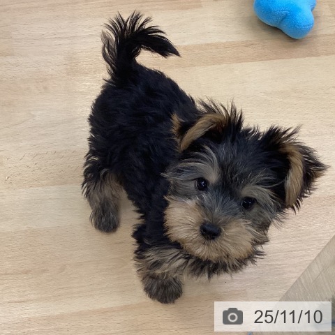 埼玉県のヨークシャーテリア (ペットプラス 羽生店/2025年8月28日生まれ/男の子/スチールブルータン)の子犬の3枚目の画像