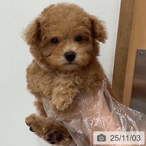 トイ・プードルの写真